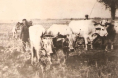 Ο Ρουσσόπουλος Δημήτριος και Χρήστος οργώνουν