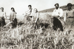 Θέρισμα Σιταριού