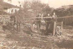 Επεξεργασία ζαχαροκάλαμου για πετμέζι. Δεκαετία 1950