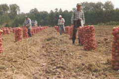 Μάζεμα πατάτας