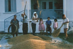 Λίχνισμα σταριού