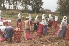 Μάζεμα πατάτας 1980