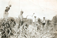 Στο χωράφι κόβοντας σκούπα