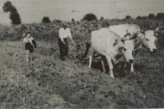 Όργωμα με αλέτρι