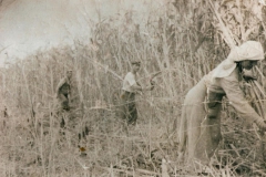 Στο χωράφι κόβοντας σκούπα