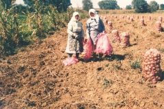 Μάζεμα πατάτας