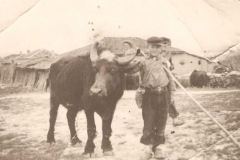 Ο Στέργιος με Βουβάλα