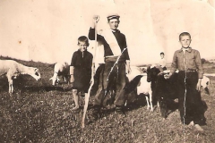 Βόσκουν Πρόβατα