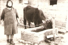 Πότισμα Αγελάδας