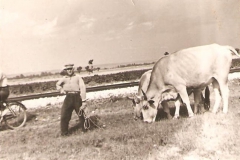 Βοσκή Αγελάδων