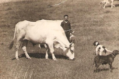 Βόσκημα Αγελάδας